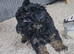 Toy Poodles ***Ready now 1 BOY LEFT***