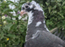 Hand reared young fancy pigeon