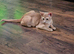 Abyssinian Kittens