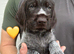 Kc reg german wirehaired pointer puppies for sale
