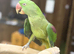 Female Alexenderian parrot