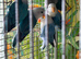 Baby lovebirds Glasgow