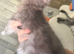 Pedigree Maine Coon Kittens HIGH SMOKE BOY LEFT
