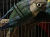 1 bonded pair of conures