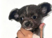 XXS Chihuahua Puppys for sale