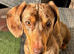 Miniature DACHSHUND