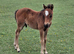 Registered NF geldings