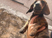 READY NOW jeatifil red brindle miniature dachshund boy