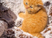 Full Pedigree Red British Shorthair Kittens