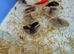 Cream Legbar Chicks Chickens Sexed Blue Eggs