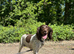Beautiful KC Registered Female Springer Spaniel