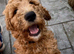 4 golden doodles left!