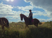 Dutch KWPN Mare