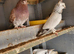Pigeon for sale