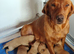 Gorgeous Kc Reg Fox Red Labs From Health Tested Parents
