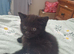 6 beautiful kittens READY NOW