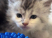 Fabulous Maine Coon Kittens with GCCF Pedigree For Sale