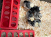 Polish Bantam Chicks / Hatching eggs