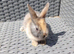 Lionhead cross mini lop babies