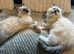 Ragdoll kittens