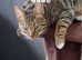 Bengal for sale