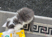 STUNNING TICA REGISTERED MAINE COON KITTENS