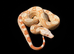 Future Breeding Pair of Kahl Boa Constrictors