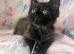 Very pretty female kitten RE AVAILABLE Ready to Leave now