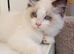 Adorable Pure breed Ragdoll kittens available to everloving homes