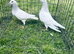 Racing pigeons