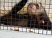 Mollie and Marie..Adorable Friendly Pet  Ferrets