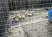 Duck eggs £ 2.00 for 6
