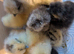 Day Old Silkie Chickens