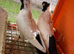 Polish Fancy Pigeons for Sale