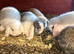 Mini lop