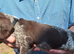 GWPointer x ESpringer Spaniel pups