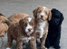 Beautiful Litter of Cockapoo puppies