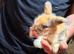 Lion head pure bred rabbits
