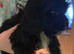 King Charles puppy