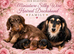 Stunning Silky Wire Haired Dachshunds