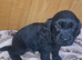 Cockerdor puppy