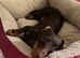 1 year old dashchund