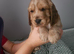 Cocker spaniel pups