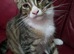 Maine Coon Cross Male