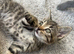 Two kittens left