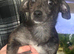 Female puppy needing a new home