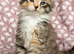 Maine coon Kittens