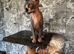 2 Sphynx male kittens ( TICA)