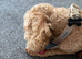 A beautiful male cockapoo called Bailey.