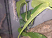 Tokay geckos